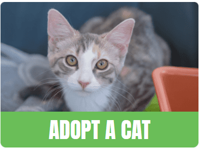 Adopt-cat-pic-white