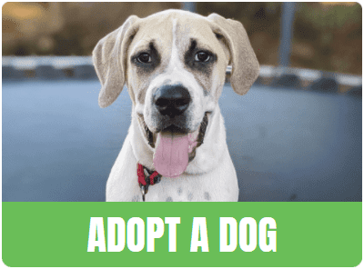 adopt-dog-pic-white